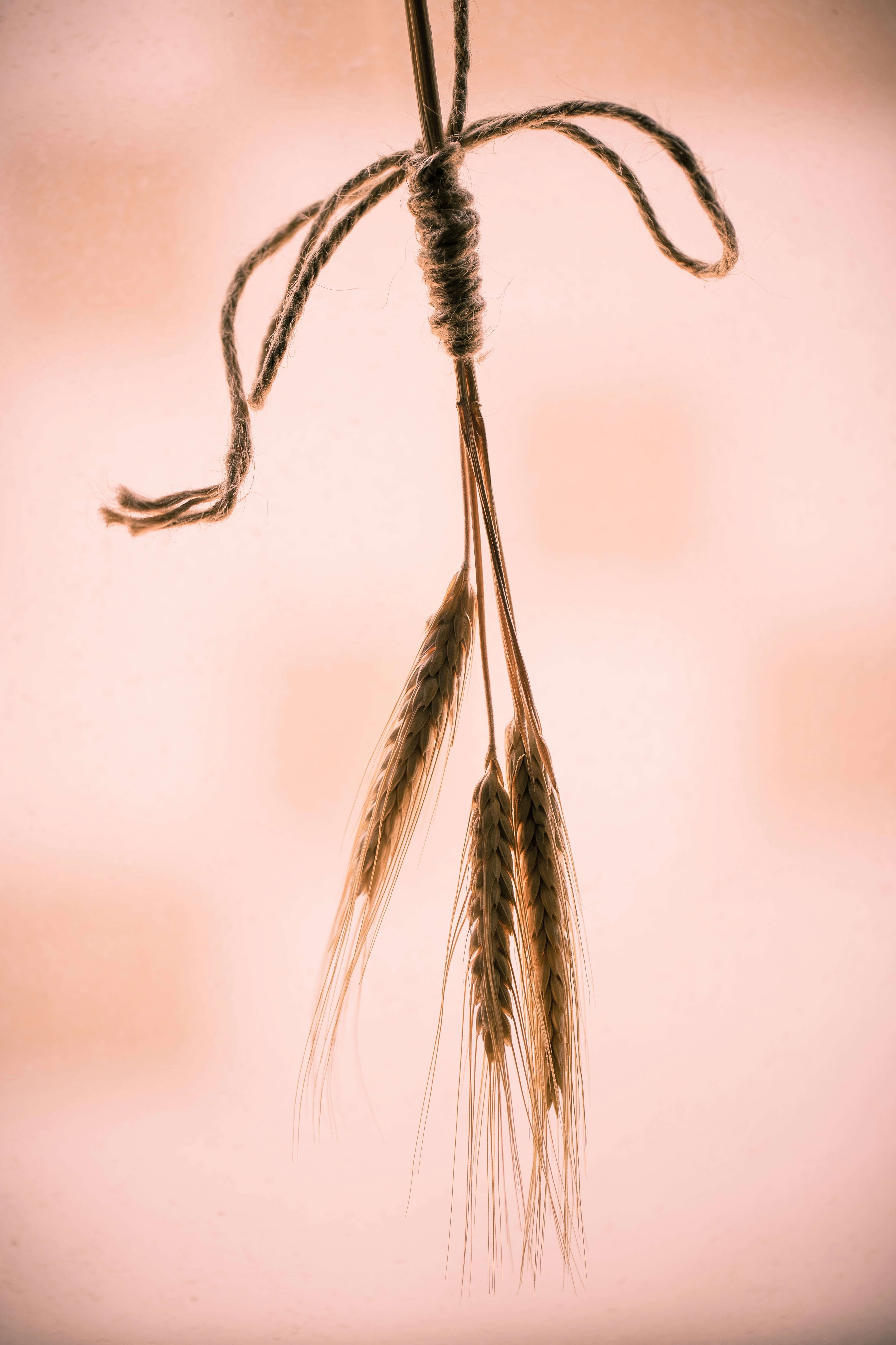 brown and white feather in close up photography